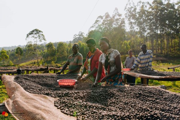 衣索比亞 谷吉 提波波卡/多莓處理廠 水仙 日曬